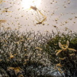 Horn of Africa desert locust threat ‘not over’ yet