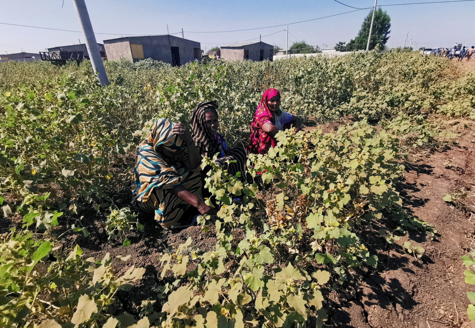 Can Agriculture Be Ethiopia’s Growth Engine? The Daily Horn News